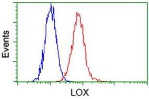 Image no. 4 for anti-Lysyl Oxidase (LOX) (AA 22-168) antibody (ABIN1491218)