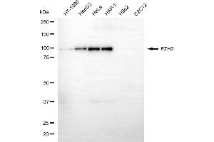 Western blotting analysis using EZH2 antibody (ABIN7798446). (EZH2 anticorps)