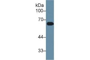 Detection of APOH in Mouse Blood Cells lysate using Polyclonal Antibody to Apolipoprotein H (APOH)