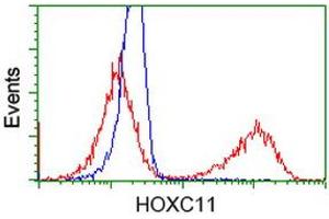 HEK293T cells transfected with either RC201475 overexpress plasmid (Red) or empty vector control plasmid (Blue) were immunostained by anti-HOXC11 antibody (ABIN2454338), and then analyzed by flow cytometry. (HOXC11 anticorps)