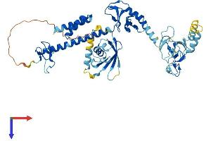 AlphaFold protein structure predicition of Mouse Recombinant Rbck1 Protein, UniprotID Q9WUB0