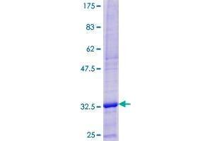 Image no. 1 for Defensin, beta 103A (DEFB103A) (AA 1-67) protein (GST tag) (ABIN1351418)