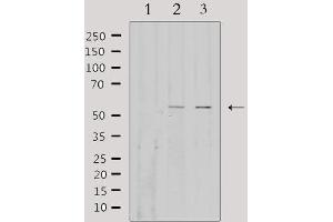 Western blot analysis of extracts from various samples, using EFEMP1 Antibody. (FBLN3 anticorps  (Internal Region))