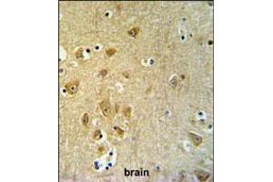 KLC2 Antibody IHC analysis in formalin fixed and paraffin embedded brain tissue followed by peroxidase conjugation of the secondary antibody and DAB staining. (KLC2 anticorps  (C-Term))
