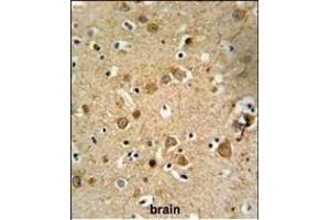 DLL4 Antibody (C-term) (ABIN653922 and ABIN2843156) IHC analysis in formalin fixed and paraffin embedded brain tissue followed by peroxidase conjugation of the secondary antibody and DAB staining. (DLL4 anticorps  (C-Term))