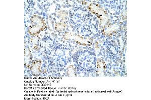 Rabbit Anti-DAZAP1 Antibody  Paraffin Embedded Tissue: Human Kidney Cellular Data: Epithelial cells of renal tubule Antibody Concentration: 4. (DAZAP1 anticorps  (C-Term))