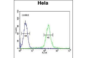 Flow cytometric analysis of Hela cells (right histogram) compared to a negative control cell (left histogram). (GALNT4 anticorps  (N-Term))