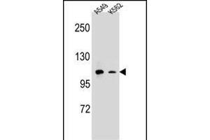 CD11b Antibody (N-term) (ABIN654625 and ABIN2844322) western blot analysis in A549,K562 cell line lysates (35 μg/lane).