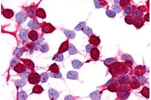 Image no. 1 for anti-Prostaglandin E Receptor 4 (Subtype EP4) (PTGER4) (C-Term) antibody (ABIN1049258)