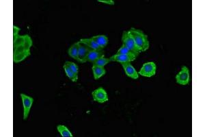 Immunofluorescent analysis of HepG2 cells using ABIN7146508 at dilution of 1:100 and Alexa Fluor 488-congugated AffiniPure Goat Anti-Rabbit IgG(H+L)
