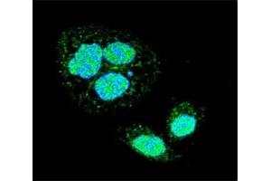 Confocal immunofluorescent analysis of HSF1 antibody with HeLa cells followed by Alexa Fluor 488-conjugated goat anti-rabbit lgG (green).