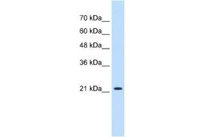 PGRMC1 antibody used at 0. (PGRMC1 anticorps  (N-Term))
