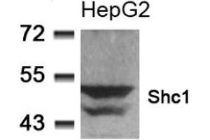 Image no. 2 for anti-SHC (Src Homology 2 Domain Containing) Transforming Protein 1 (SHC1) (Tyr349) antibody (ABIN197588)