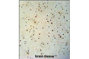 MED25 antibody immunohistochemistry analysis in formalin fixed and paraffin embedded human brain tissue followed by peroxidase conjugation of the secondary antibody and DAB staining. (MED25 anticorps  (N-Term))