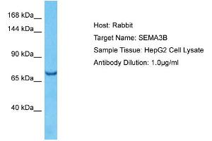 Host: Rabbit Target Name: SEMA3B Sample Type: HepG2 Whole Cell lysates Antibody Dilution: 1. (SEMA3B anticorps  (Middle Region))