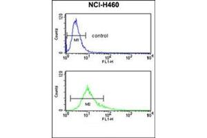 Flow Cytometry analysis of NCI-H460 cells using S100A10 Antibody (Center) Cat. (S100A10 anticorps  (Middle Region))