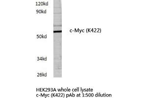 Western blot (WB) analysis of c-Myc antibody in extracts from HEK293A cells. (c-MYC anticorps)