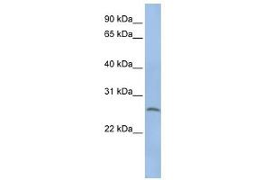 Elastase 1 antibody (Pancreatic) used at 1 ug/ml to detect target protein. (CELA1 anticorps  (N-Term))