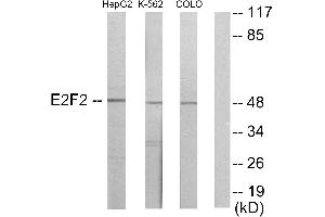 Western blot analysis of extracts from HepG2 cells, K562 cells and COLO205 cells, usingantibody. (E2F2 anticorps)
