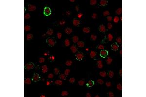 Immunofluorescence staining of U937 cells using CD15 Monoclonal Antibody (Leu-M1) followed by goat anti-Mouse IgG conjugated to CF488 (green).