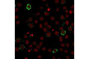 Immunofluorescence staining of U937 cells using CD15 Monoclonal Antibody (Leu-M1) followed by goat anti-Mouse IgG conjugated to CF488 (green). (CD15 anticorps)