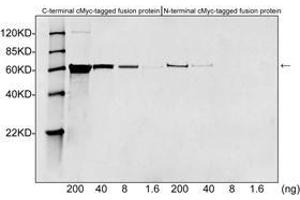 Western blot analysis of c-Myc tagged fusion proteins expressed in E. (Myc Tag anticorps)