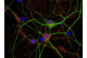 Indirect immunostaining of PFA fixed rat hippocampus neurons with anti-synaptogyrin 1 (dilution 1 : 500; red) and mouse anti-MAP 2 (cat.