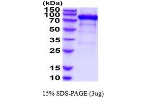 SDS-PAGE (SDS) image for Folate Hydrolase (Prostate-Specific Membrane Antigen) 1 (FOLH1) (AA 45-752) protein (His tag) (ABIN5854589) (PSMA Protein (AA 45-752) (His tag))