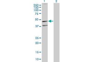 Western Blot analysis of CXCR5 expression in transfected 293T cell line by CXCR5 MaxPab polyclonal antibody. (CXCR5 anticorps  (AA 1-372))