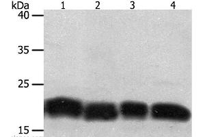 Western Blot analysis of Jurkat and hela cell, Human fetal lung tissue and A549 cell using PDCD6 Polyclonal Antibody at dilution of 1:200 (PDCD6 anticorps)