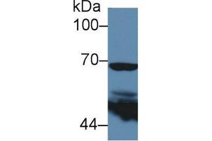Western blot analysis of Human 293T cell lysate, using Mouse PTGS2 Antibody (5 µg/ml) and HRP-conjugated Goat Anti-Rabbit antibody ( (PTGS2 anticorps  (AA 240-351))