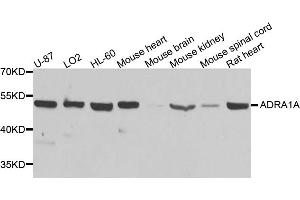 Western blot analysis of extracts of various cell lines, using ADRA1A antibody (ABIN5970687) at 1/1000 dilution. (alpha 1 Adrenergic Receptor anticorps)