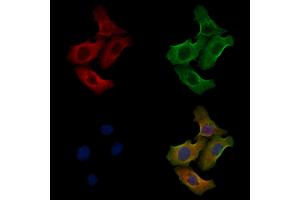 ABIN6258242 and ABIN6275903 staining Hela cells by IF/ICC. (Follistatin anticorps  (Internal Region))