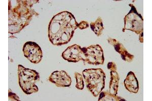 IHC image of ABIN7157971 diluted at 1:600 and staining in paraffin-embedded human placenta tissue performed on a Leica BondTM system. (LGMN anticorps  (AA 199-312))