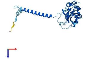 AlphaFold protein structure predicition of Mouse Recombinant Atp1b2 Protein, UniprotID P14231