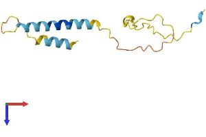 AlphaFold protein structure predicition of Human Recombinant PDZK1IP1 Protein, UniprotID Q13113
