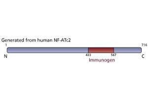 Image no. 2 for anti-Nuclear Factor of Activated T-Cells, Cytoplasmic, Calcineurin-Dependent 2 (NFAT1) (AA 433-567) antibody (ABIN967558) (NFAT1 anticorps  (AA 433-567))