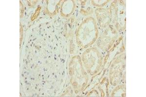 Immunohistochemistry of paraffin-embedded human kidney tissue using ABIN7148457 at dilution of 1:100 (COG4 anticorps  (AA 506-785))