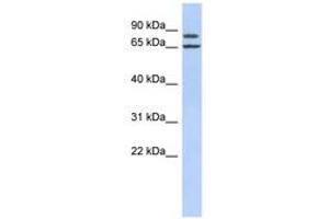 Image no. 1 for anti-Fibrous Sheath Interacting Protein 1 (FSIP1) (AA 287-336) antibody (ABIN6741216) (FSIP1 anticorps  (AA 287-336))