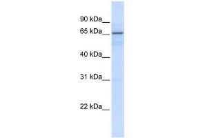 ZNF256 antibody used at 0. (ZNF256 anticorps  (N-Term))