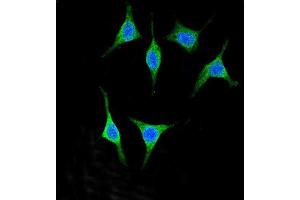 Confocal immunofluorescent analysis of Y2A Antibody (C-term) (ABIN651607 and ABIN2840322) with 293 cell followed by Alexa Fluor® 488-conjugated goat anti-rabbit lgG (green). (AMY2A anticorps  (C-Term))