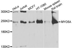 Western blot analysis of extracts of various cell lines, using MYO5A antibody. (MYO5A anticorps)