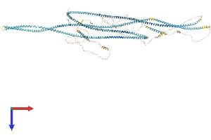 AlphaFold protein structure predicition of Mouse Recombinant Golga3 Protein, UniprotID P55937