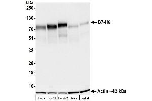 Western Blotting (WB) image for anti-Natural Killer Cell Cytotoxicity Receptor 3 Ligand 1 (NCR3LG1) (AA 25-262) antibody (ABIN7795669)