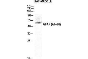 Western Blot (WB) analysis of Rat Muscle cells using GFAP Polyclonal Antibody. (GFAP anticorps  (Ser423))