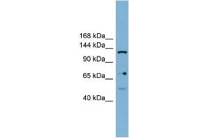 WB Suggested Anti-VARS2 Antibody Titration: 0.