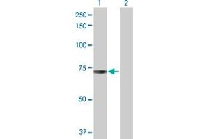 Western Blot analysis of ADCK2 expression in transfected 293T cell line by ADCK2 MaxPab polyclonal antibody.