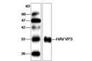 Image no. 1 for anti-Hepatitis A Virus VP3 (HAV VP3) antibody (ABIN791597) (HAV VP3 anticorps)
