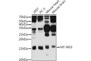 Western blot analysis of extracts of various cell lines, using MT-ND3 antibody (ABIN7268601) at 1:500 dilution. (MT-ND3 anticorps)