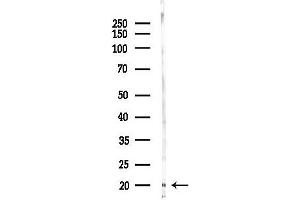 anti-Transcription Elongation Factor A (SII)-Like 1 (TCEAL1) (Internal Region) antibody